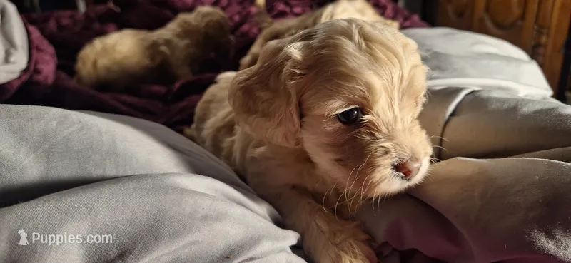 Rolo – Cockapoo puppy for sale in Belle, MO