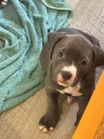 Star, a female American Pit Bull Terrier for sale in East Hartford, CT – Photo 2 of 2