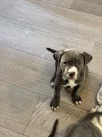 Star, a female American Pit Bull Terrier for sale in East Hartford, CT – Photo 1 of 2