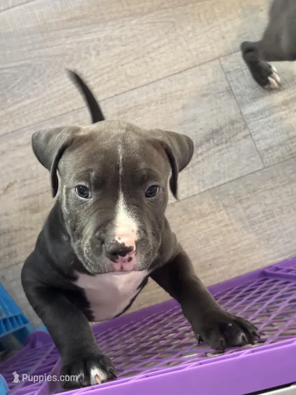 King – American Pit Bull Terrier puppy for sale in East Hartford, CT