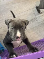 King, a male American Pit Bull Terrier for sale in East Hartford, CT – Photo 2 of 2