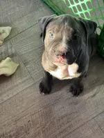 King, a male American Pit Bull Terrier for sale in East Hartford, CT – Photo 1 of 2