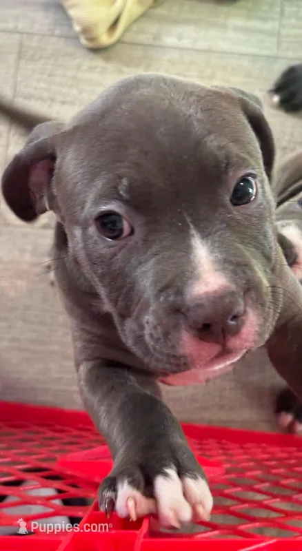 Moonlight , a female American Pit Bull Terrier for sale in East Hartford, CT – Photo 1 of 2