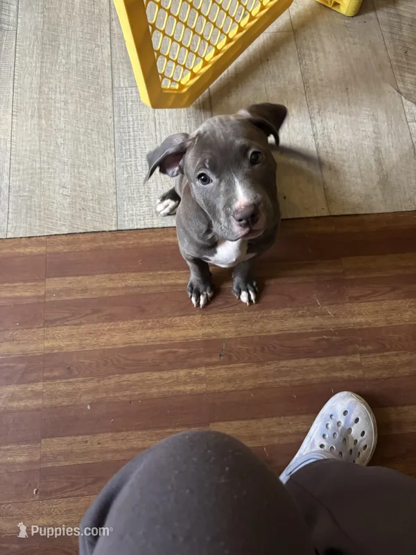 Moonlight  – American Pit Bull Terrier puppy for sale in East Hartford, CT