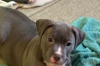 Moonlight , a female American Pit Bull Terrier for sale in East Hartford, CT – Photo 2 of 2