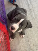 Spunky, a female American Pit Bull Terrier for sale in East Hartford, CT – Photo 2 of 2