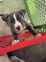 Spunky, a female American Pit Bull Terrier for sale in East Hartford, CT – Photo 1 of 2