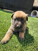 Max, a male Belgian Malinois for sale in Oxnard, CA – 6 of 7