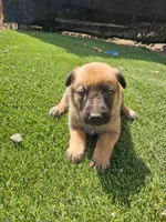 Max, a male Belgian Malinois for sale in Oxnard, CA – 2 of 7