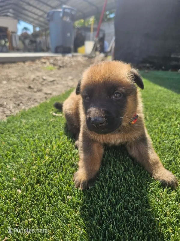 Max – Belgian Malinois puppy for sale in Oxnard, CA