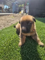 Max, a male Belgian Malinois for sale in Oxnard, CA – 1 of 7