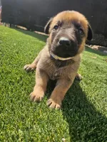Max, a male Belgian Malinois for sale in Oxnard, CA – 3 of 7