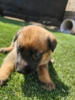 Max, a male Belgian Malinois for sale in Oxnard, CA – 4 of 7
