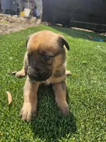 Max, a male Belgian Malinois for sale in Oxnard, CA – 7 of 7