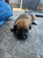 Max, a male Belgian Malinois for sale in Oxnard, CA – 5 of 7