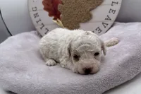 Puff, a female Bichpoo for sale in Wyandotte, OK – 2 of 3