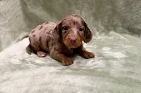 Cutie , a female Miniature Dachshund for sale in Wyandotte, OK – 3 of 3