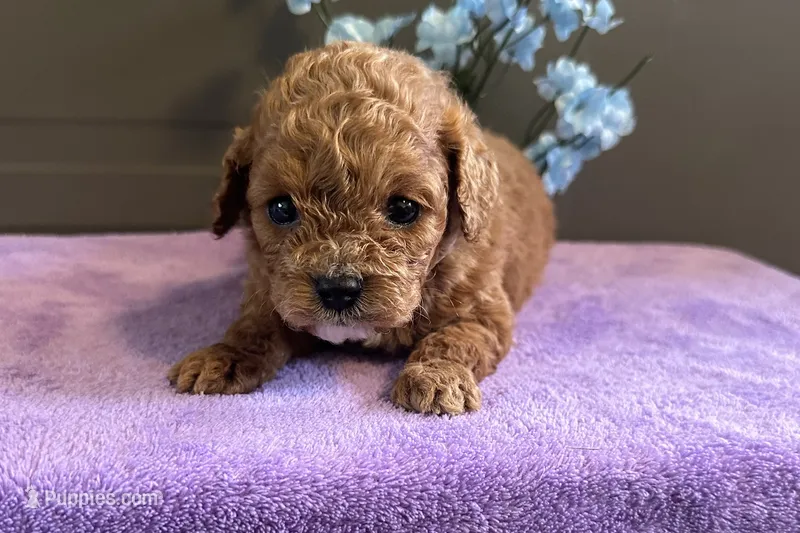 Parker  – Cavapoo puppy for sale in Wyandotte, OK