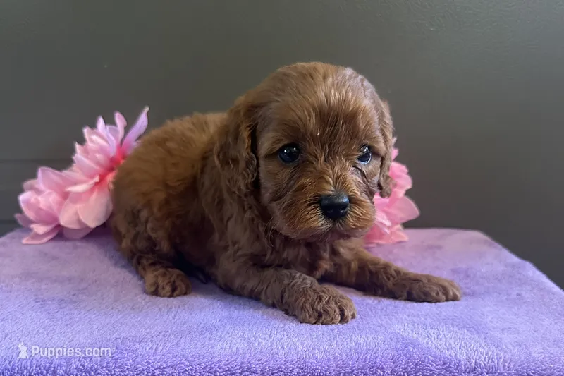Sadie – Cavapoo puppy for sale in Wyandotte, OK