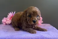 Sadie, a female Cavapoo for sale in Wyandotte, OK – 1 of 3