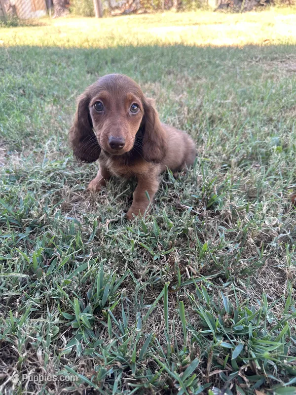 Dex – Miniature Dachshund puppy for sale in Wyandotte, OK