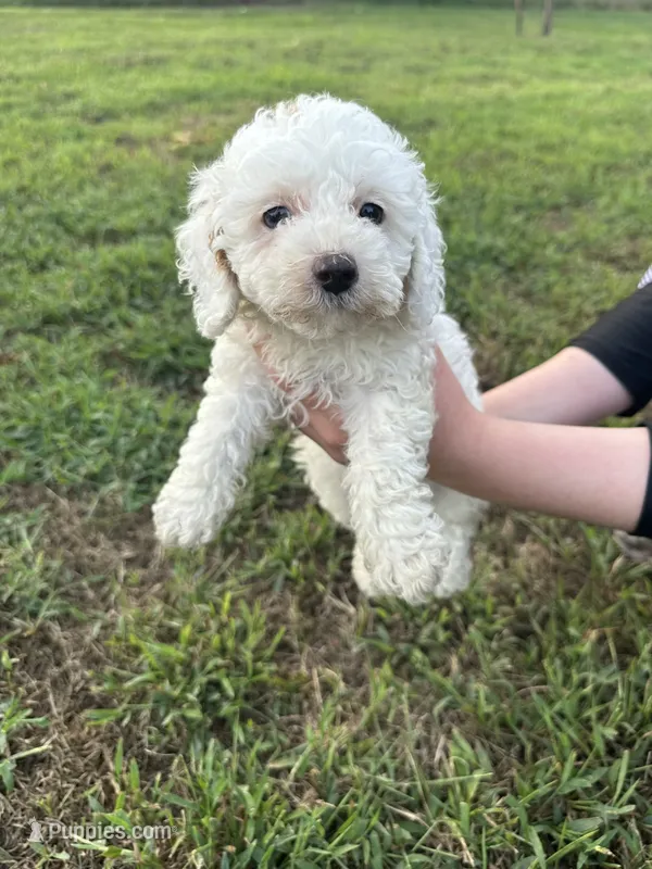 Duke  – Maltipoo puppy for sale in Wyandotte, OK