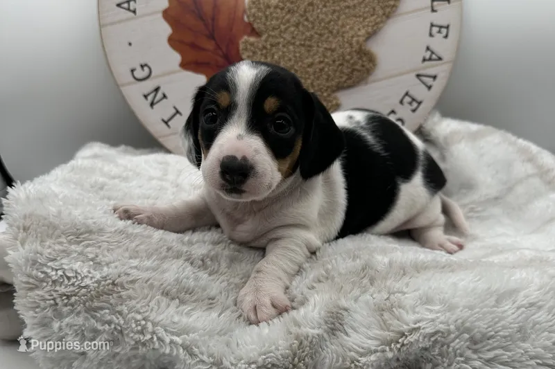 Chewy , a male Miniature Dachshund for sale in Wyandotte, OK – 1 of 3