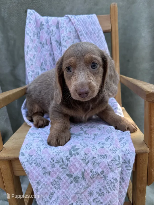 Tank  – Miniature Dachshund puppy for sale in Wyandotte, OK