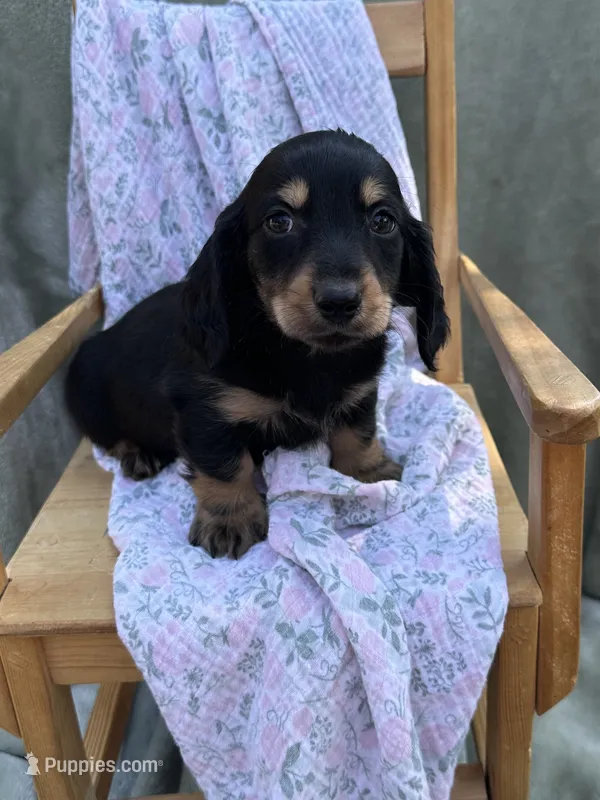 Tito  – Miniature Dachshund puppy for sale in Wyandotte, OK