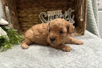 Oakley , a male Cavapoo for sale in Wyandotte, OK – Photo 3 of 3