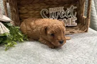 Oakley , a male Cavapoo for sale in Wyandotte, OK – Photo 2 of 3