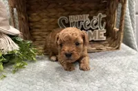 Oakley , a male Cavapoo for sale in Wyandotte, OK – Photo 1 of 3