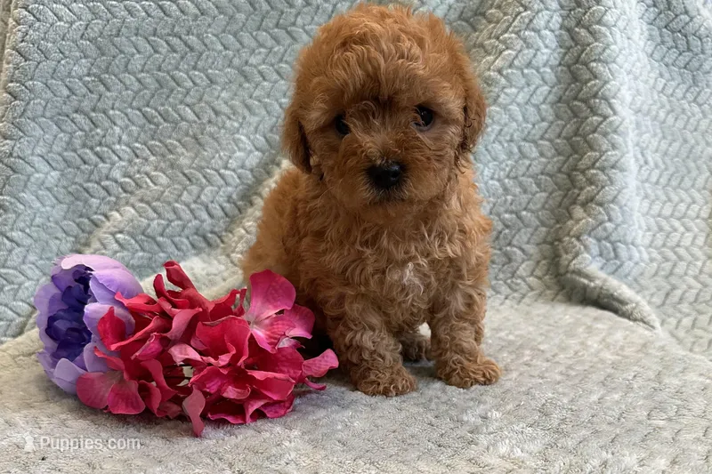 Oakley  – Cavapoo puppy for sale in Wyandotte, OK