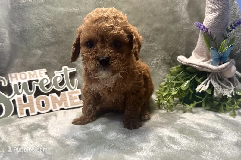Parker  – Cavapoo puppy for sale in Wyandotte, OK