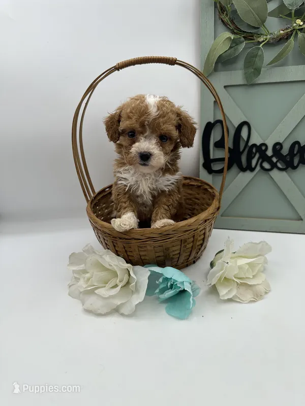 Tiny – Bichpoo puppy for sale in Wyandotte, OK