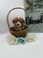 Tiny, a male Bichpoo for sale in Wyandotte, OK – Photo 2 of 3