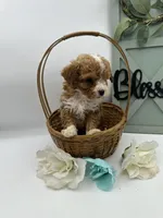 Tiny, a male Bichpoo for sale in Wyandotte, OK – Photo 3 of 3