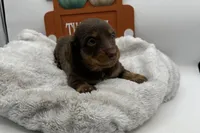 Sadie , a female Miniature Dachshund for sale in Wyandotte, OK – 3 of 3