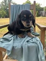 Buddy , a male Miniature Dachshund for sale in Wyandotte, OK – 2 of 3