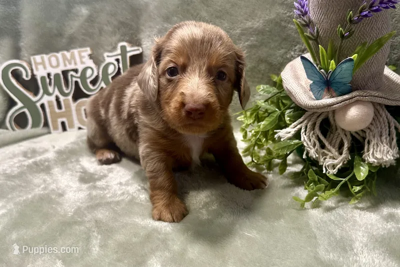 Penny – Miniature Dachshund puppy for sale in Wyandotte, OK