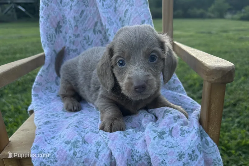 Archer  – Miniature Dachshund puppy for sale in Wyandotte, OK