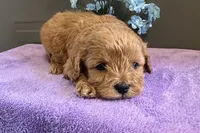Benny, a male Cavapoo for sale in Wyandotte, OK – 3 of 3