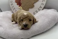 Laney , a female Bichpoo for sale in Wyandotte, OK – 3 of 3