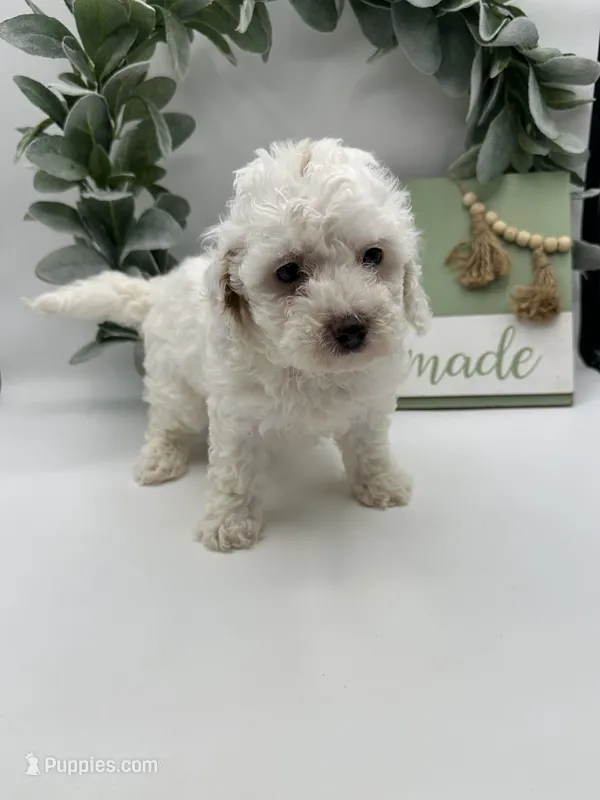 Duke  – Maltipoo puppy for sale in Wyandotte, OK