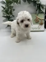 Duke , a male Maltipoo for sale in Wyandotte, OK – 1 of 6