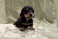 Bear, a male Miniature Dachshund for sale in Wyandotte, OK – 2 of 3