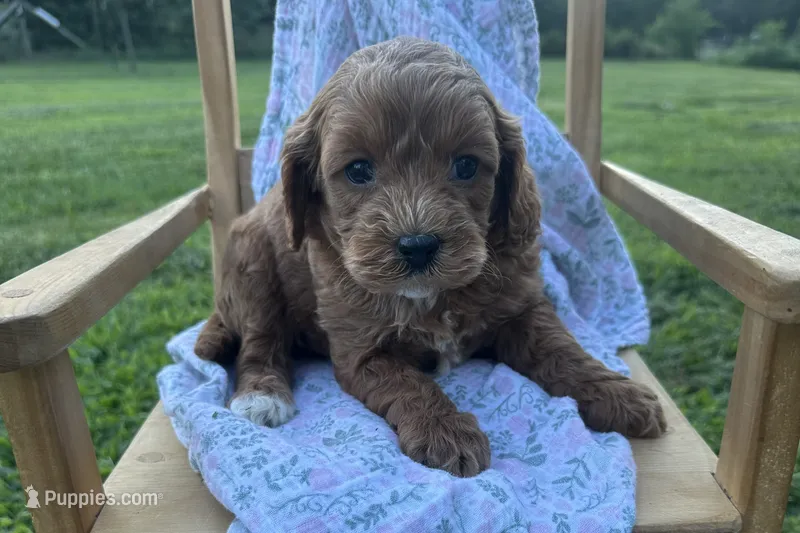 Hazel  – Cavapoo puppy for sale in Wyandotte, OK