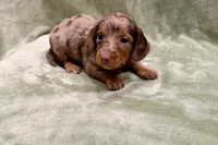 Cutie , a female Miniature Dachshund for sale in Wyandotte, OK – 2 of 3