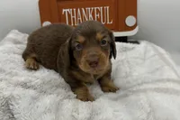 Howie , a male Miniature Dachshund for sale in Wyandotte, OK – 1 of 3