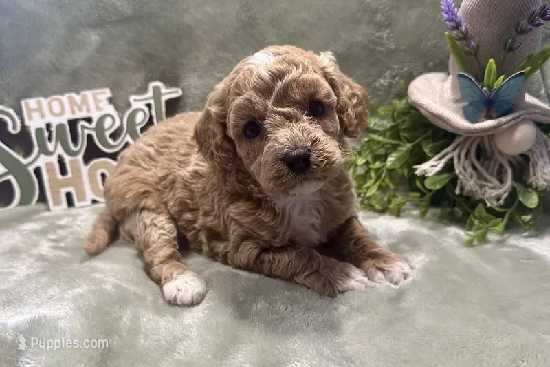 Jenna  – Cavapoo puppy for sale in Wyandotte, OK